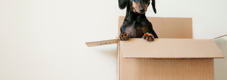 A black and brown Dachshund in a cardboard box lifting its front half into view.