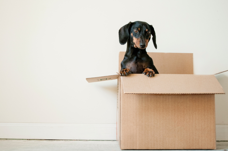 A black and brown Dachshund raising its front half out of a cardboard box